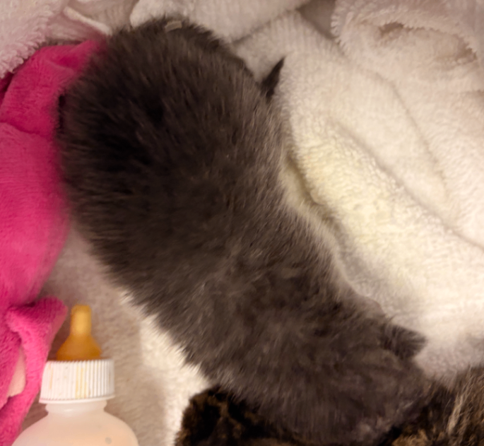 Wanning Moon - Cat